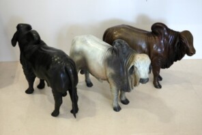 Brahman Bull