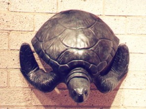 Small Wall Turtle