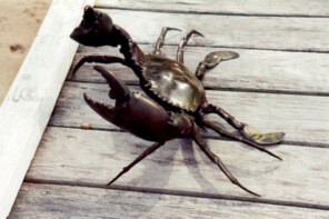 Mud Crab