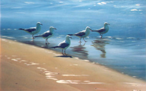 Seagulls